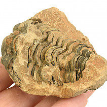 Trilobite Calymene positiv from Morocco 77g