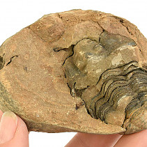 Trilobite Calymene positiv from Morocco 125g