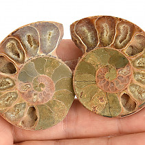 Ammonite pair from Madagascar 38g