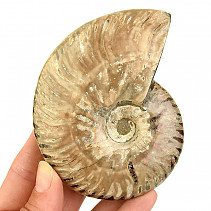 Smooth ammonite 251g in total