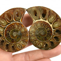 Fossil ammonite pair from Madagascar 79g