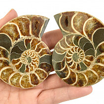 Fossil ammonite pair from Madagascar (200g)