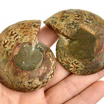 Pair of ammonites from Madagascar 96g