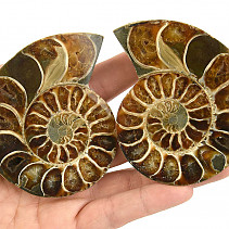 Fossilized ammonite pair from Madagascar (210g)