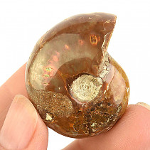 Fossil ammonite whole from Madagascar 29g