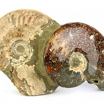 Ammonite conglomerate (Madagascar) 1207g