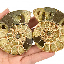 Fossil ammonite pair (Madagascar) 201g