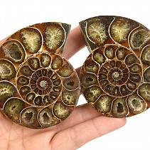 A pair of ammonites from Madagascar 198g