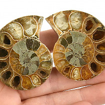 Fossil ammonite pair (Madagascar) 67g
