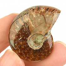 Fossil ammonite in total 12g