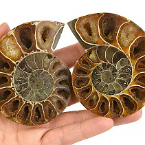 Pair of ammonites from Madagascar 200g
