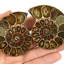 Fossil ammonite pair (Madagascar) 107g