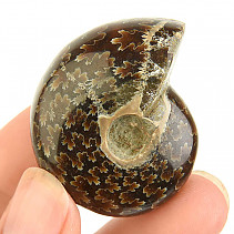 Fossil ammonite in total 38g