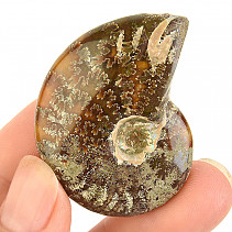 Fossil ammonite whole from Madagascar (24g)