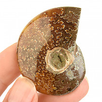 Fossil ammonite in total 30g