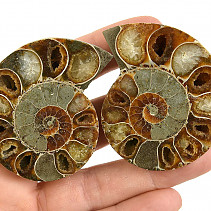 Fossil ammonite pair from Madagascar 82g