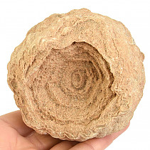 Fossil stromatolite (Morocco) 680g