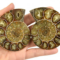 Fossilized ammonite pair from Madagascar 210g