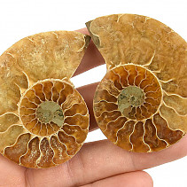 Fossil ammonite pair (Madagascar) 45g