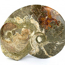 Ammonite conglomerate (Madagascar) 1469g