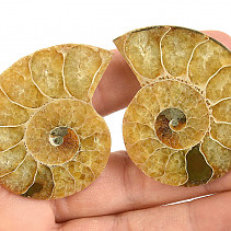 A pair of ammonites from Madagascar 42g