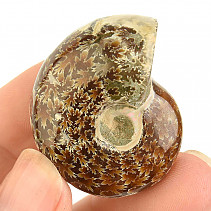 Fossil ammonite whole from Madagascar 28g