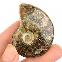 Fossil ammonite whole from Madagascar 32g