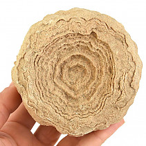 Fossil stromatolite (Morocco) 1011g