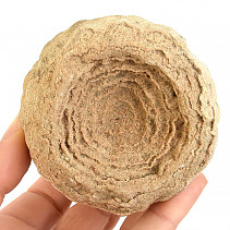 Stromatolit fosilní (Maroko) 519g