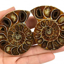 Fossil ammonite pair from Madagascar 145g