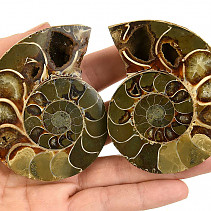 Fossil ammonite pair from Madagascar (198g)