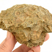 Fosilní korál z Maroka 315g