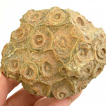 Fossil coral from Morocco 259g
