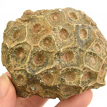 Fosilní korál z Maroka 202g