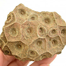 Fosilní korál z Maroka 221g