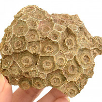 Fossil coral from Morocco 351g