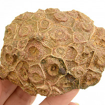 Fossil coral from Morocco 167g