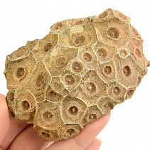Fossil coral from Morocco 176g