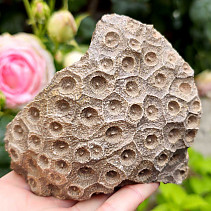 Zkamenělý korál z Maroka 419g