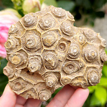 Fossilized coral from Morocco 323g