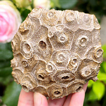 Zkamenělý korál z Maroka 290g