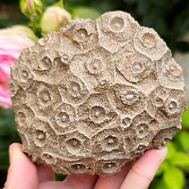 Zkamenělý korál z Maroka 374g