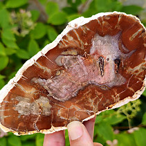 Slice of petrified wood (Madagascar) 324g