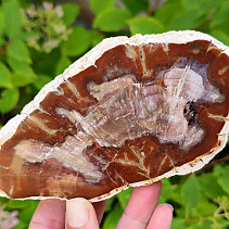 Slice of petrified wood (Madagascar) 308g