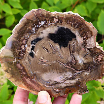 Slice of petrified wood (Madagascar) 439g