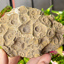 Petrified coral 392g (Morocco)