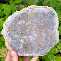 Slice of petrified wood (Madagascar) 741g