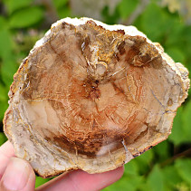 Slice of petrified wood (Madagascar) 187g