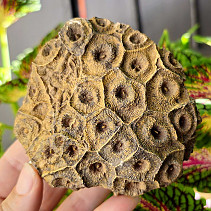 Petrified coral 383g (Morocco)