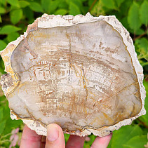 Slice of petrified wood (Madagascar) 480g